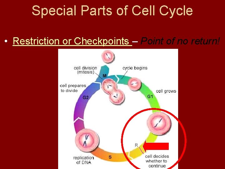 Special Parts of Cell Cycle • Restriction or Checkpoints – Point of no return!