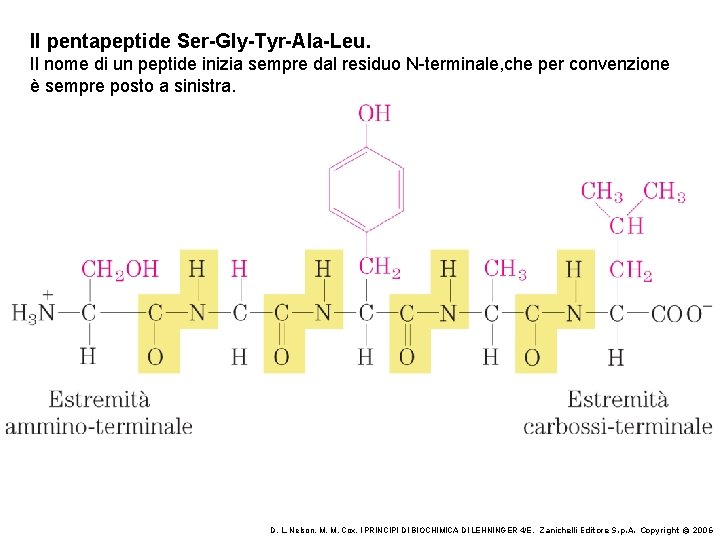 Il pentapeptide Ser-Gly-Tyr-Ala-Leu. Il nome di un peptide inizia sempre dal residuo N-terminale, che