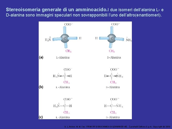 Stereoisomeria generale di un amminoacido. I due isomeri dell’alanina L- e D-alanina sono immagini