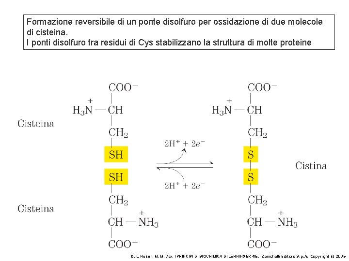 Formazione reversibile di un ponte disolfuro per ossidazione di due molecole di cisteina. I