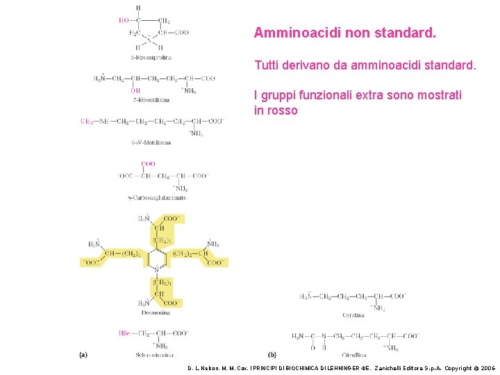 Amminoacidi non standard. Tutti derivano da amminoacidi standard. I gruppi funzionali extra sono mostrati