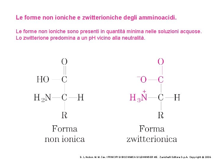Le forme non ioniche e zwitterioniche degli amminoacidi. Le forme non ioniche sono presenti