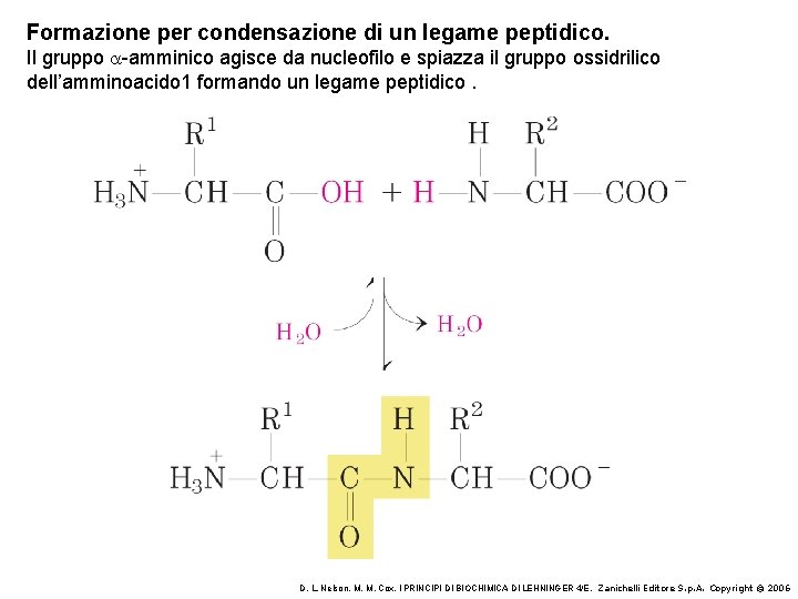 Formazione per condensazione di un legame peptidico. Il gruppo a-amminico agisce da nucleofilo e