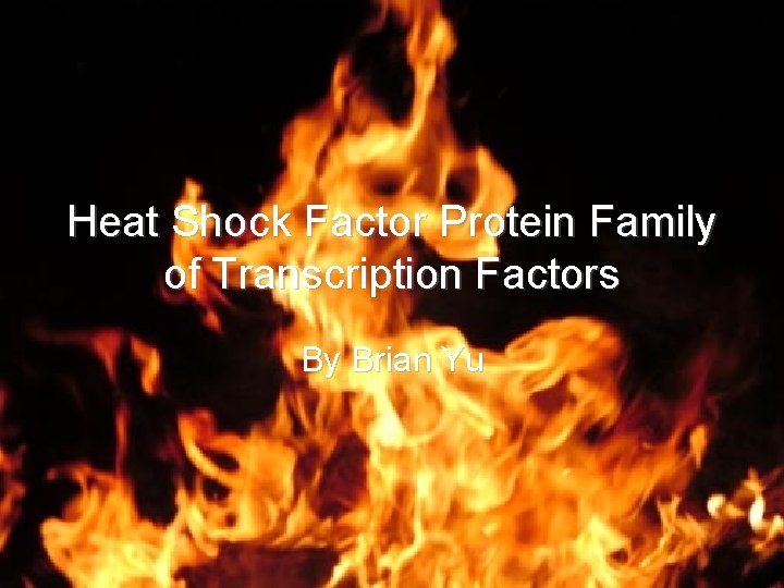 Heat Shock Factor Protein Family of Transcription Factors By Brian Yu 