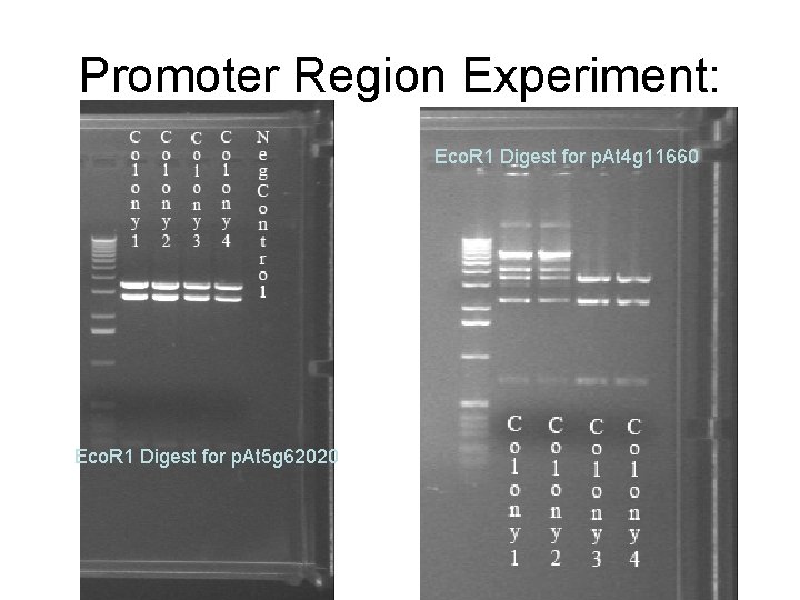 Promoter Region Experiment: Eco. R 1 Digest for p. At 4 g 11660 Eco.