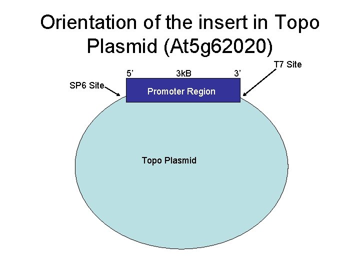 Orientation of the insert in Topo Plasmid (At 5 g 62020) 5’ SP 6