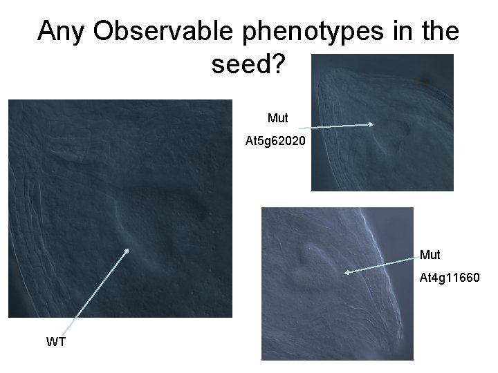 Any Observable phenotypes in the seed? Mut At 5 g 62020 Mut At 4