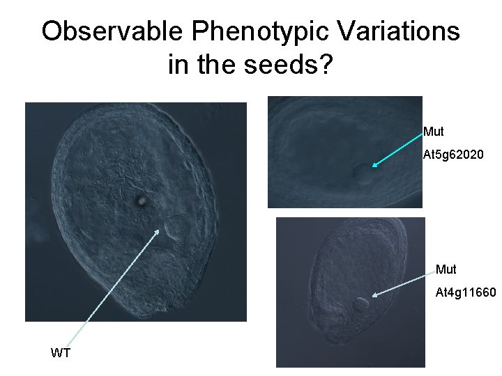 Observable Phenotypic Variations in the seeds? Mut At 5 g 62020 Mut At 4