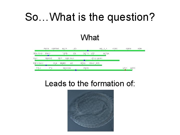 So…What is the question? What Leads to the formation of: 