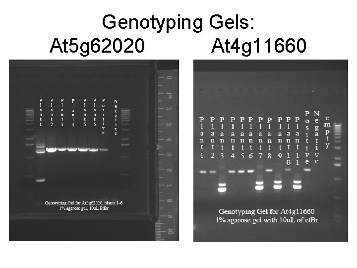 Genotyping Gels: At 5 g 62020 At 4 g 11660 