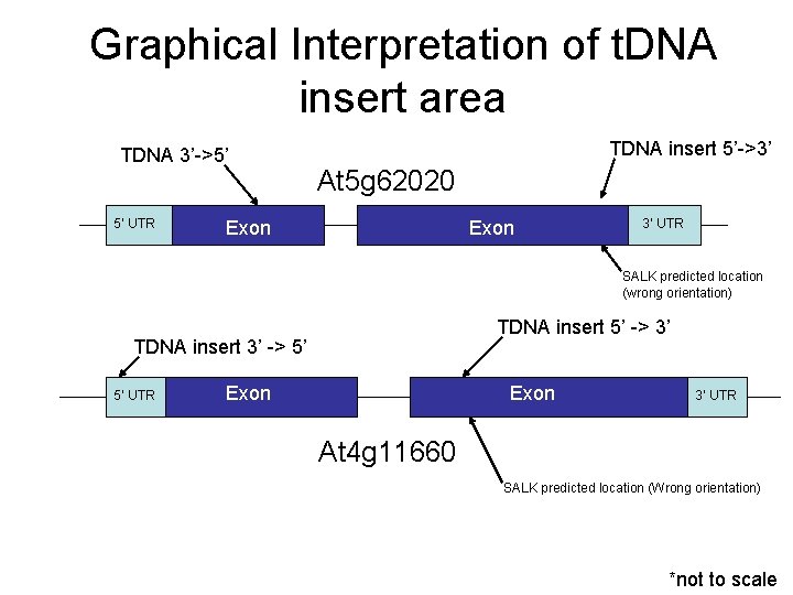 Graphical Interpretation of t. DNA insert area TDNA 3’->5’ 5’ UTR TDNA insert 5’->3’