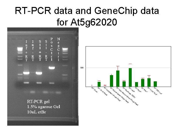 RT-PCR data and Gene. Chip data for At 5 g 62020 