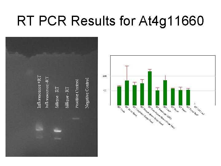e e RT PCR Results for At 4 g 11660 