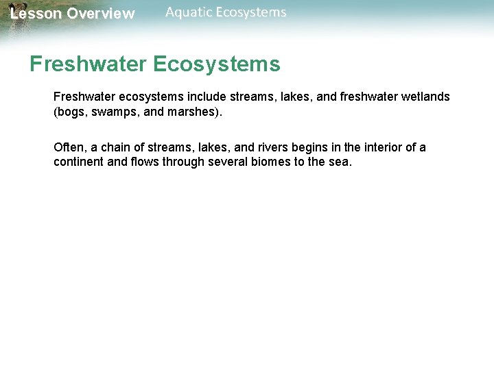 Lesson Overview Aquatic Ecosystems Freshwater ecosystems include streams, lakes, and freshwater wetlands (bogs, swamps,