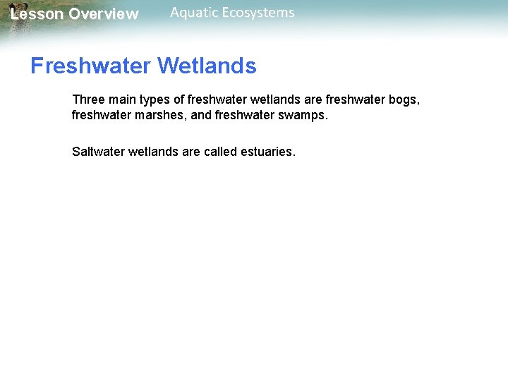 Lesson Overview Aquatic Ecosystems Freshwater Wetlands Three main types of freshwater wetlands are freshwater