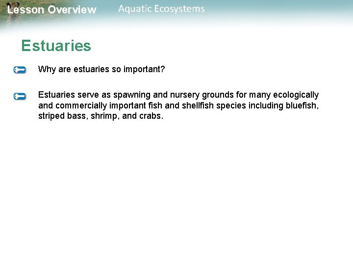 Lesson Overview Aquatic Ecosystems Estuaries Why are estuaries so important? Estuaries serve as spawning