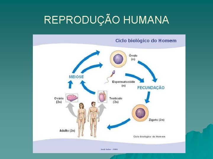 REPRODUÇÃO HUMANA 