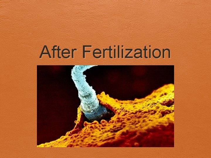 After Fertilization 