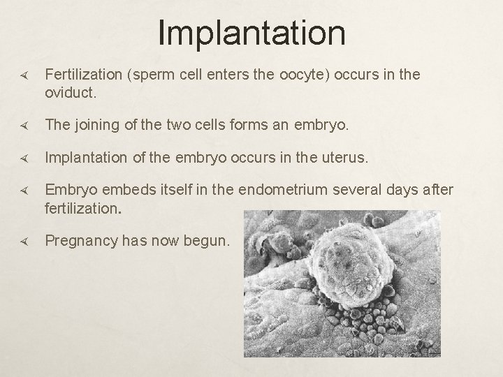 Implantation Fertilization (sperm cell enters the oocyte) occurs in the oviduct. The joining of