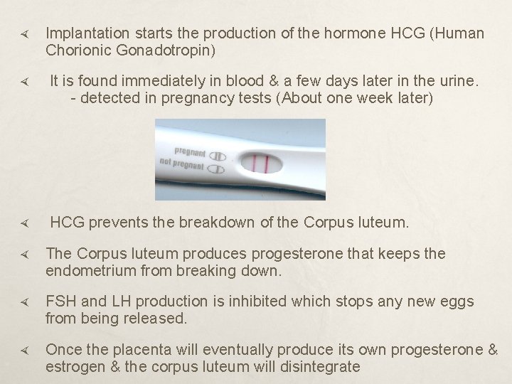  Implantation starts the production of the hormone HCG (Human Chorionic Gonadotropin) It is