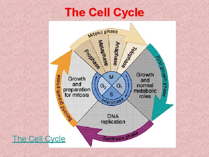 The Cell Cycle 