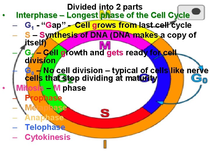 Divided into 2 parts • Interphase – Longest phase of the Cell Cycle –