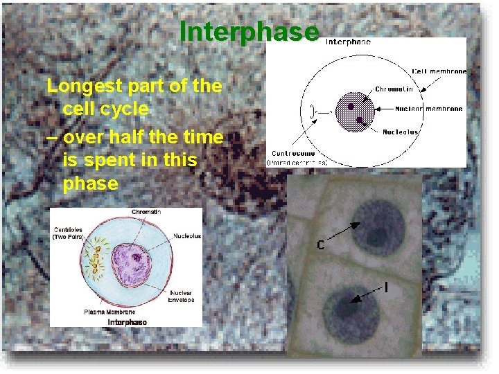 Interphase Longest part of the cell cycle – over half the time is spent