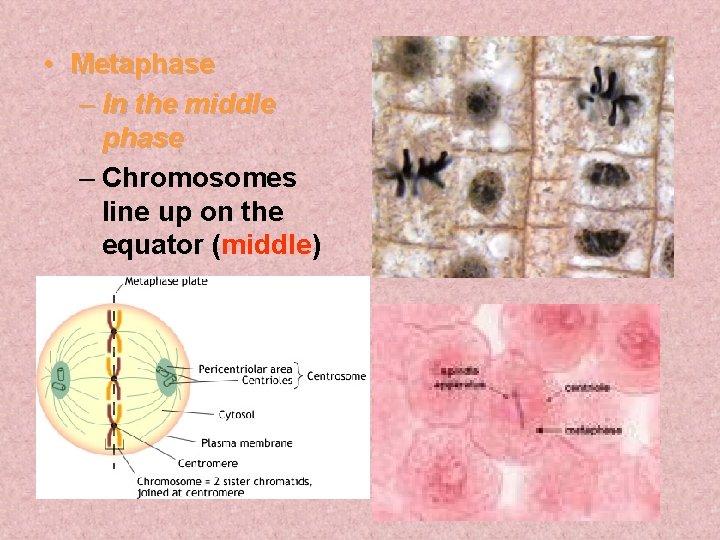  • Metaphase – In the middle phase – Chromosomes line up on the