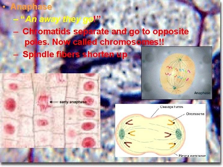  • Anaphase – “An away they go!” – Chromatids separate and go to