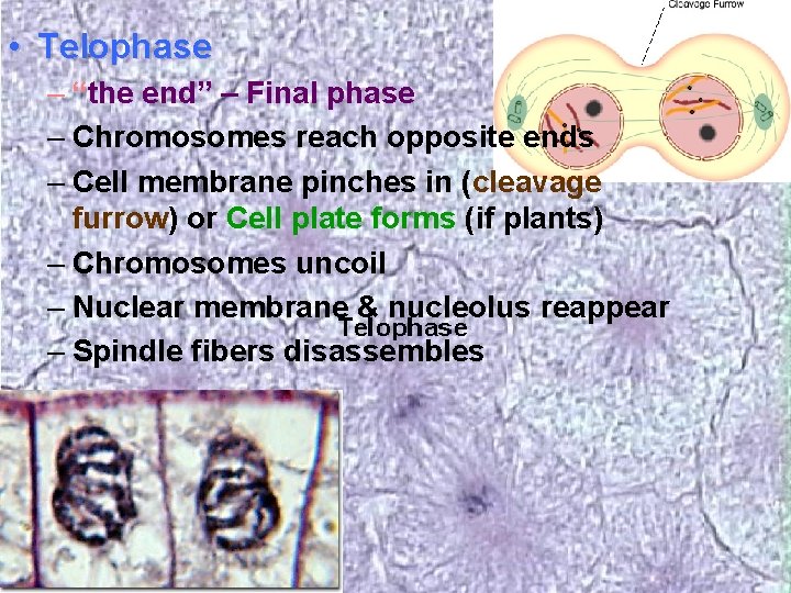  • Telophase – “the end” – Final phase – Chromosomes reach opposite ends
