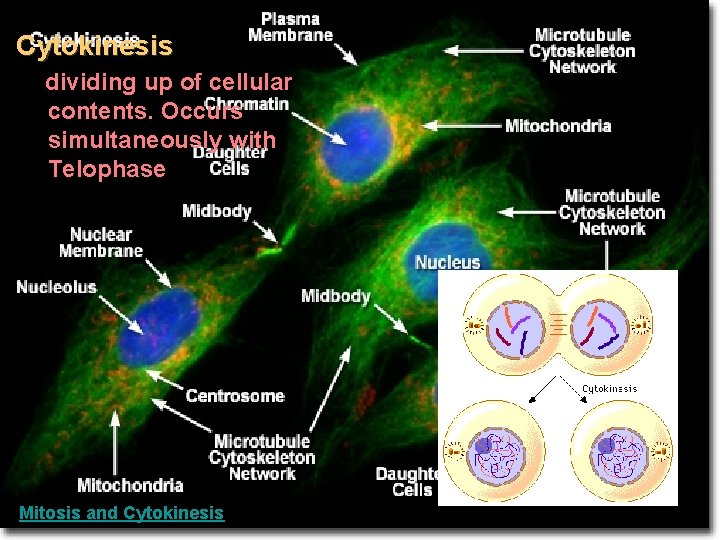  • Cytokinesis – dividing up of cellular contents. Occurs simultaneously with Telophase Mitosis