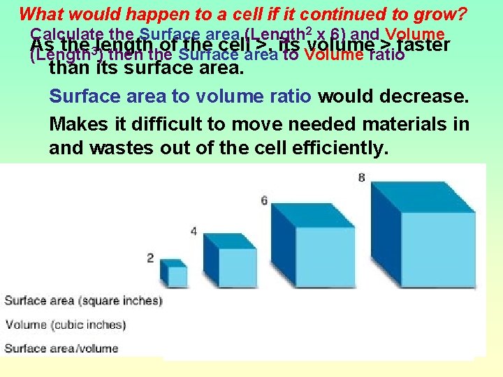What would happen to a cell if it continued to grow? Calculate the Surface