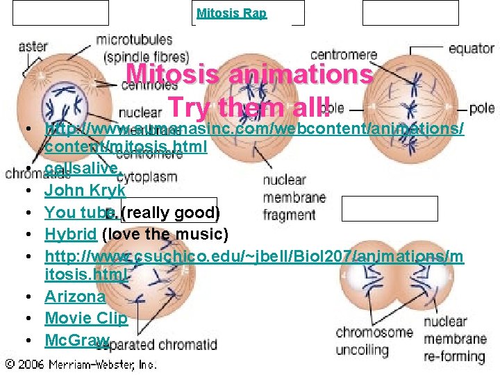 Mitosis Rap Mitosis animations Try them all! • http: //www. sumanasinc. com/webcontent/animations/ content/mitosis. html