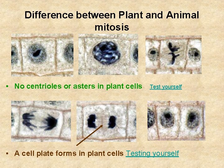 Difference between Plant and Animal mitosis • No centrioles or asters in plant cells