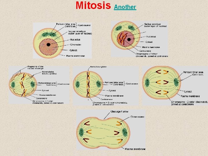 Mitosis Another 