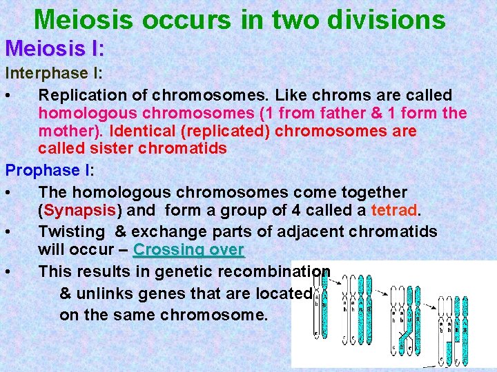 Meiosis occurs in two divisions Meiosis I: Interphase I: • Replication of chromosomes. Like