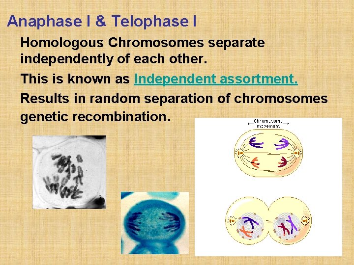 Anaphase I & Telophase I Homologous Chromosomes separate independently of each other. This is
