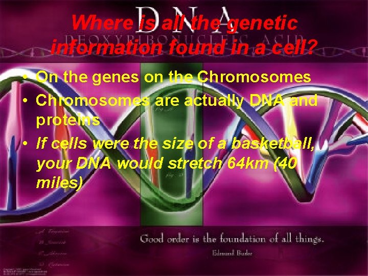 Where is all the genetic information found in a cell? • On the genes