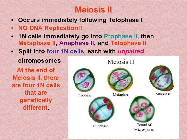 Meiosis II • Occurs immediately following Telophase I. • NO DNA Replication!! • 1