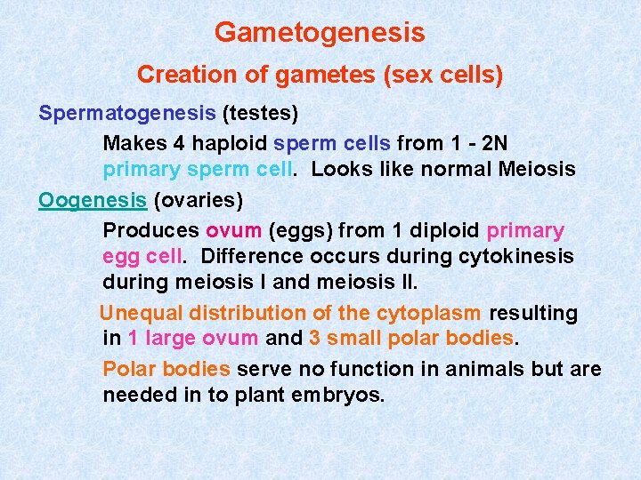 Gametogenesis Creation of gametes (sex cells) Spermatogenesis (testes) Makes 4 haploid sperm cells from