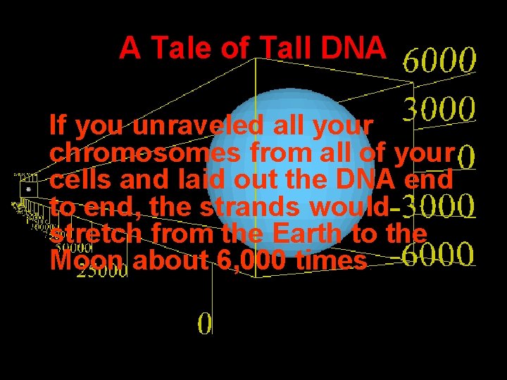 A Tale of Tall DNA If you unraveled all your chromosomes from all of