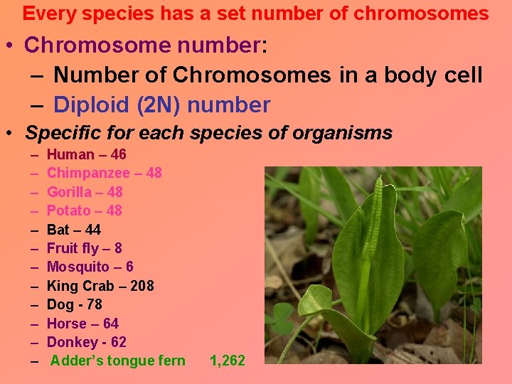 Every species has a set number of chromosomes • Chromosome number: – Number of