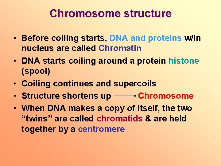 Chromosome structure • Before coiling starts, DNA and proteins w/in nucleus are called Chromatin