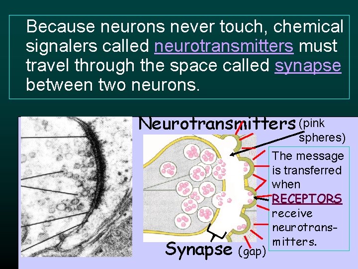 Because neurons never touch, chemical signalers called neurotransmitters must travel through the space called Because neurons never touch, chemical signalers called neurotransmitters must travel through the space called