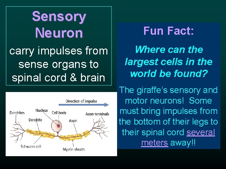 Sensory Neuron Fun Fact: carry impulses from sense organs to spinal cord & brain Sensory Neuron Fun Fact: carry impulses from sense organs to spinal cord & brain