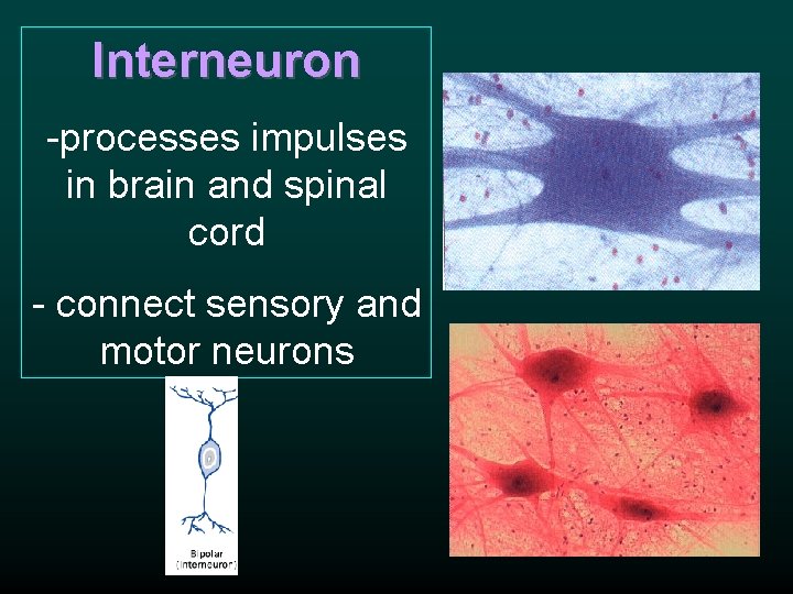 Interneuron -processes impulses in brain and spinal cord - connect sensory and motor neurons Interneuron -processes impulses in brain and spinal cord - connect sensory and motor neurons