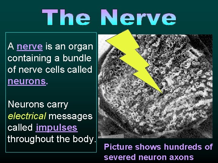 A nerve is an organ containing a bundle of nerve cells called neurons. Neurons A nerve is an organ containing a bundle of nerve cells called neurons. Neurons