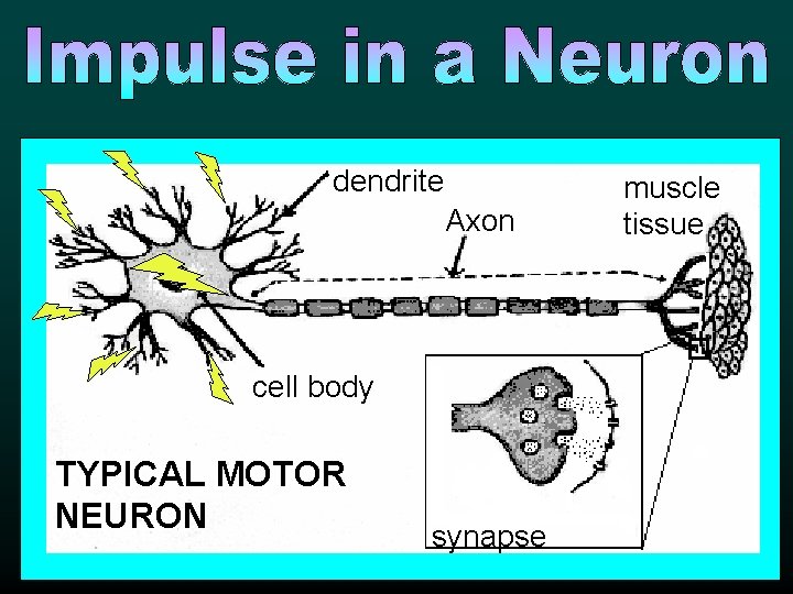 dendrite Axon cell body TYPICAL MOTOR NEURON synapse muscle tissue dendrite Axon cell body TYPICAL MOTOR NEURON synapse muscle tissue