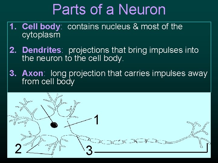 Parts of a Neuron 1. Cell body: contains nucleus & most of the cytoplasm Parts of a Neuron 1. Cell body: contains nucleus & most of the cytoplasm