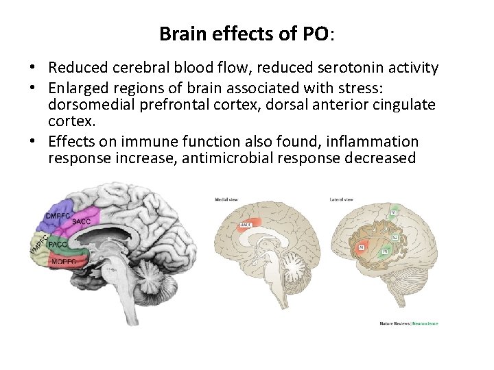 Brain effects of PO: • Reduced cerebral blood flow, reduced serotonin activity • Enlarged